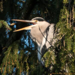 Graureiher am Isarkanal